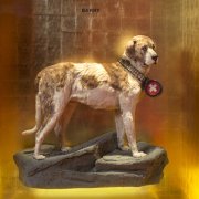Barry - der legendäre Bernhardinerhund