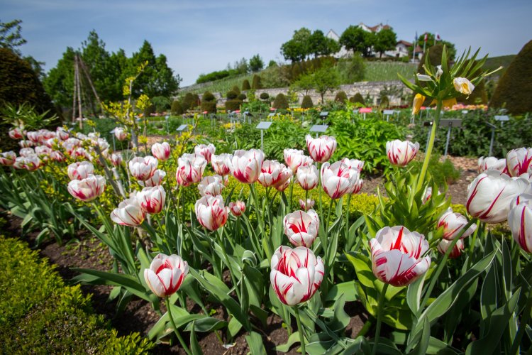 Ein Meer von Tulpen im Barockgarten von Schloss Wildegg
