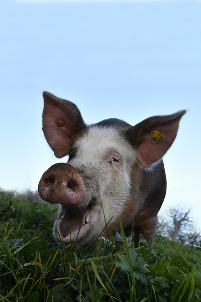das schwein das schwein