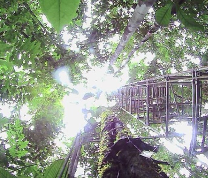 01_MT_Hoersinn_Marcus Maeder_Espirito da floresta_email.jpg