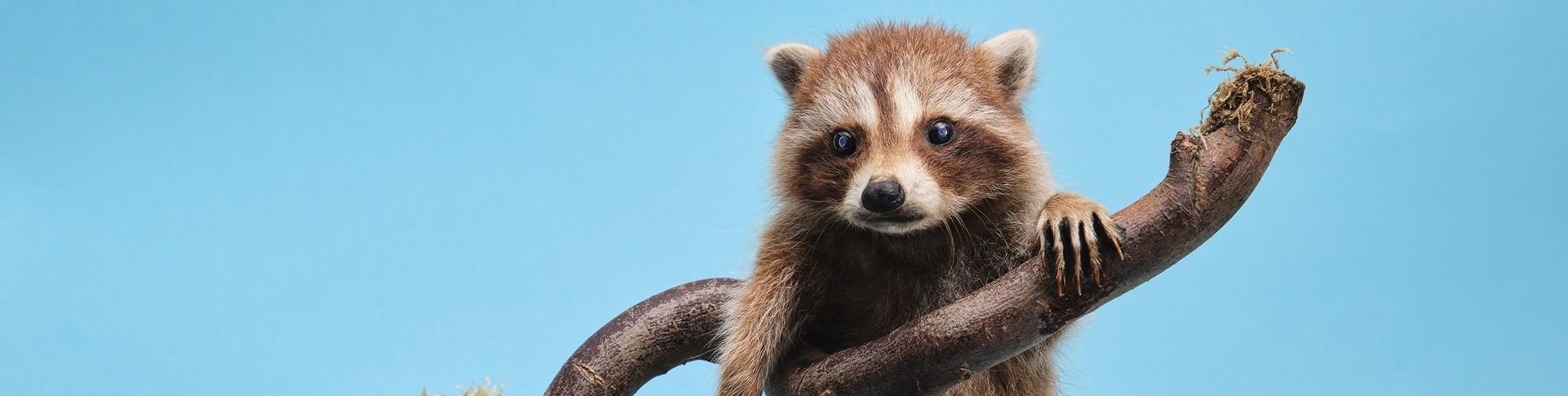 NHMB-SEXY raccoon, cub_Naturkundliche Sammlung Liechtenstein (c) Tristesse