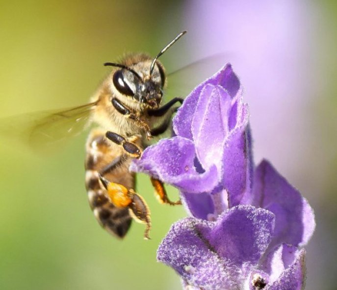 Bee on a flower