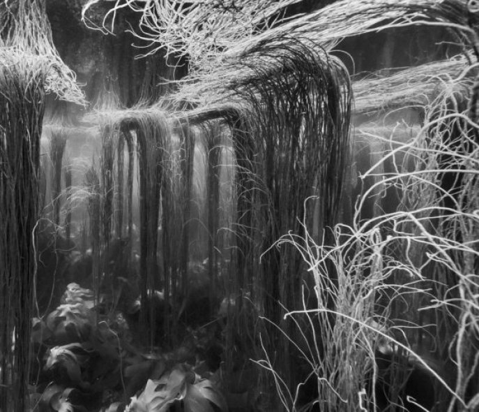 Underwater plants in black and white