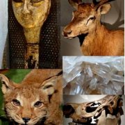 © All rights reserved Musée d'Histoire Naturelle et d'Ethnographie