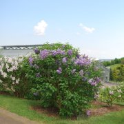 Conservatoire et Jardins botaniques de Nancy