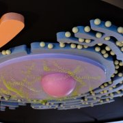 Experimentieren und forschen im Museum.BL Experimentieren und forschen im Museum.BL