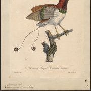 Paul Louis Oudart: Paradisea regius (1825–1834), Special Collections University of Amsterdam Paul Louis Oudart: Paradisea regius (1825–1834), Special Collections University of Amsterdam