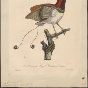 Paul Louis Oudart: Paradisea regius (1825–1834), Special Collections University of Amsterdam