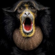 Singender Siamang, Grafik: Ben Fürst Singender Siamang, Grafik: Ben Fürst
