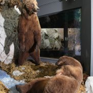 Wildlife-Natural Science Museum
