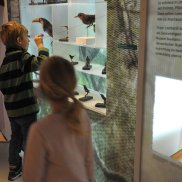 Exotische Vögel. Sammlungen Archäologie und Museum Baselland. Foto © Museum.BL