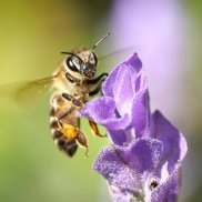 Eine Biene fliegt neben einer lilafarbenen Blüte.