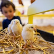 Zwei Küken, auf Stroh stehend, im Hintergrund ist ein Kind zu sehen 