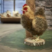 Archäologisches Museum Colombischlössle