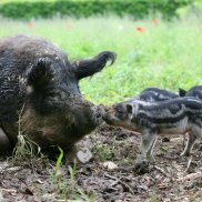 Tierpark Augusta Raurica - Wollhaariges Weideschwein