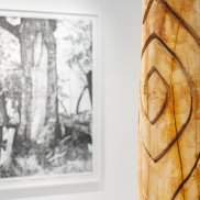 Dhulu, Baumstamm der Kamilaroi Gemeinschaft der Aboriginies