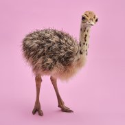 Straussenkinder wachsen in einer Kita auf: mehrere Elternpaare bebrüten die Eier in einem Gemeinschaftsnest und ziehen die Jungen zusammen auf. Afrikanischer Strauss, Jungvogel, Naturkundliche Sammlung Liechtenstein. (c) Tristesse Straussenkinder wachsen in einer Kita auf: mehrere Elternpaare bebrüten die Eier in einem Gemeinschaftsnest und ziehen die Jungen zusammen auf. Afrikanischer Strauss, Jungvogel, Naturkundliche Sammlung Liechtenstein. (c) Tristesse