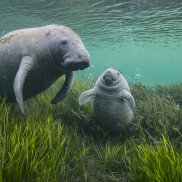 Wildlife Photographer of the Year 2023 (c) Max Waugh