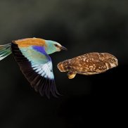 Besucher betrachtet eine Unterwasser-Naturfotografie (c) Sara Barth