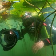 (C) ZVG Michael Roggo unter Wasser