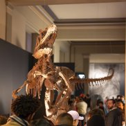 Dinosaurierskelett im Naturhistorischen Museum Basel (c) Jeton Shali