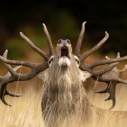 Röhrender Hirsch, Jamie Smart, Wildlife Photographer of the Year