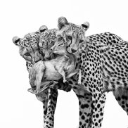 Marina Cano, Wildlife Photographer of the Year