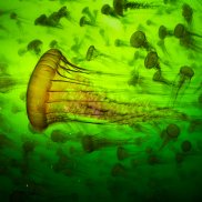 Qualle (c) Ralph Pace, Wildlife Photographer of the Year