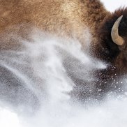 Wildlife Photographer of the Year 2023 (c) Max Waugh Wildlife Photographer of the Year 2023 (c) Max Waugh
