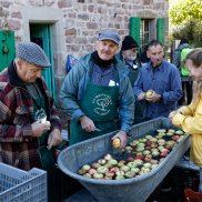 Les arboriculteurs de l'Écomusée d'Alsace lavent les pommes des vergers avant le pressage du jus