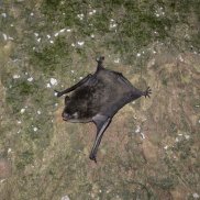 Eine Fledermaus ein Baumrinde