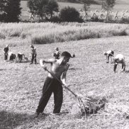 Arbeiten auf dem Feld, Schulheim Schillingsrain, Liestal, zw. 1943-1957