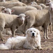 Museumsbar_Herdenschutzhund 