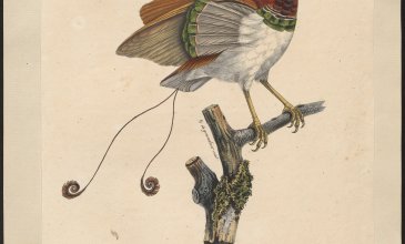 Paul Louis Oudart: Paradisea regius (1825–1834), Special Collections University of Amsterdam
