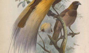 Männchen und Weibchen des Großen Paradiesvogels, im Hintergrund ein weiteres Männchen in Balzpose.Grosser Paradiesvogel. Lithografie von Joseph Smit nach einer Zeichnung von Joseph Wolf, 1873
