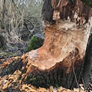 Baum, welcher von einem Biber sehr stark angenagt wurde