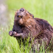 in einer Wiese sitzt ein Biber aufrecht und schaut in die Kamera