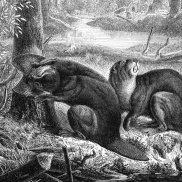 zwei Biber im Wald am Wasser, der eine nagt an einem Baumstamm