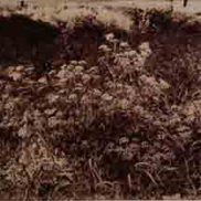Eugène Atget: Wiesenblumen, Albuminabzug um 1910
