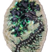 Pauline Marx, Crinoide, 2026, Keramik glasiert Foto: Pauline Marx