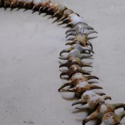 Aëla Maï Cabel und Jérémy Piningre, ohne Titel, 2025, Keramik glasiert Foto: Aëla Maï Cabel und Jérémy Piningre