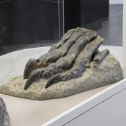Fuss des Plateosauriers aus dem Sauriermuseum Frick, Foto: Studio Stucky