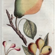 Sommergute Christbirn, altkolorierter Kupferstich: Unterhaltungen aus der Naturgeschichte des Pflanzenreichs Teil 4, Augsburg 1812, © Stadtarchiv Schwäbisch Gmünd Sommergute Christbirn, altkolorierter Kupferstich: Unterhaltungen aus der Naturgeschichte des Pflanzenreichs Teil 4, Augsburg 1812, © Stadtarchiv Schwäbisch Gmünd