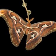 Foto: © Ingo Arndt / www.ingoarndt.com Der "Größte" - Attacus atlas