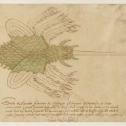 Jean Rabel, Sorte de mouches descendues des montagnes de l’Allemagne (extrait), 16e siècle, cote : RESERVE ED-10 (A)-FOL © Bibliothèque nationale de France