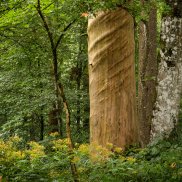 Buchpräsentation «Im Jahr des Waldes»