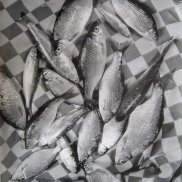 René JACQUES (1908 – 2023), Poissons, 1950-1960