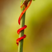 Convovulaceae, Cuscuta epithymum, Foto: Maren Riemann
