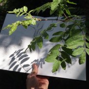 Begegnung mit Pflanzen und Bildern für einen Tag, Workshop mit Tobias Kraft