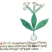 Madonnenlilie. Aus: De Simplici Medicina, Kräuterbuch-Handschrift, 14. Jh., Universitätsbibliothek Basel